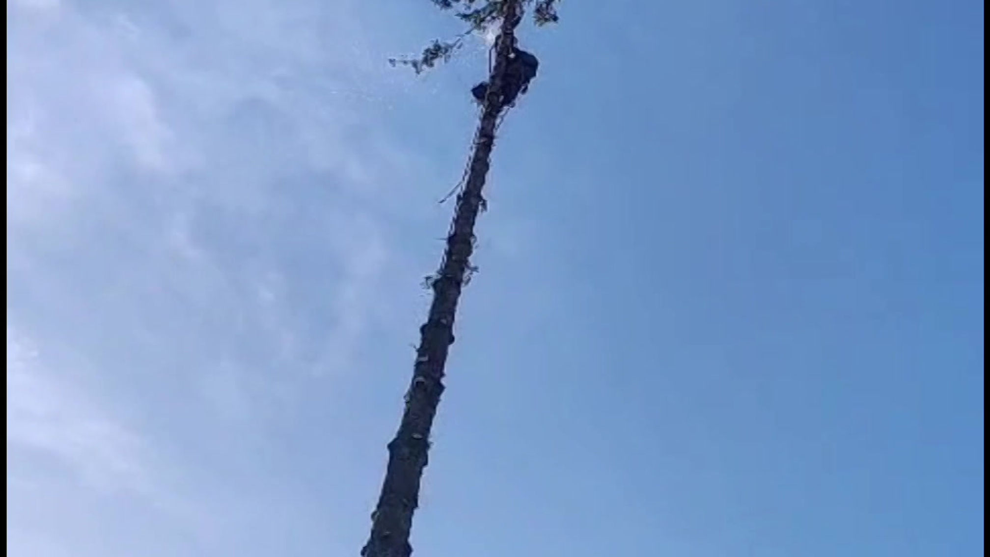 Tannefällen durch Rigging